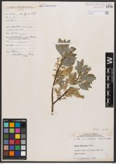 Salix bebbiana Sarg.